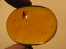 Amber cabochons for sale