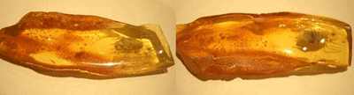 Unknown bug trapped in Baltic amber - Bug inclusion - fossil inclusion - fauna inclusion