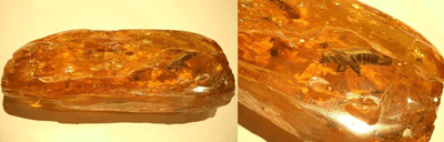 Amber wasp inclusion - Fossil inclusion amber wasp