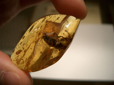 Unknown bug trapped in amber piece - collection rare amber inclusion