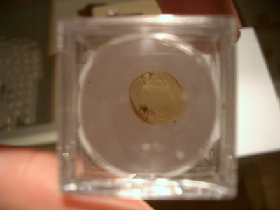 Amber mosquito in magnifier box - Baltic amber insect incluion - bug trapped in amber - flora and fauna amber inclusions