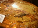 Amber Workshop has a collection of more than 100 stones of amber with insect and plant inclusions. Also we offer for sale insect inclusions in amber in magnifier boxes.