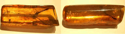 Huge mosquito amber inclsuion - fossil inclusions - misquito in amber