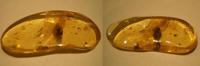 Unidentified insect in Baltic amber - fossil inclusion - amber fossils