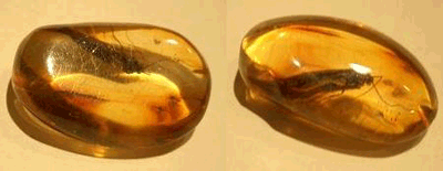 Moth trapped in amber - moth inclusion - Baltic amber inclusion