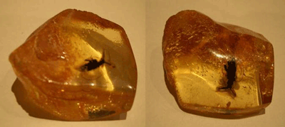 Unknown bug trapped in amber - fossil amber
