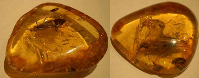 Unknown bug inclusion - natural amber pieces inclusion