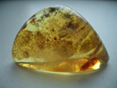 Natrual amber gem - polished amber gem - flat amber gem - amber nuggets